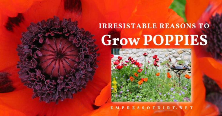 Raisons irrésistibles de faire pousser des coquelicots (photos de fleurs préférées)